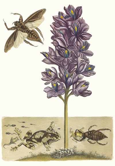 Eichhornia Crassipes from the Book Metamorphosis Insectorum Surinamensium by Maria Sibylla Merian