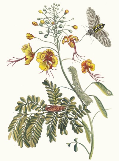 Flos Pavonis. From the Book Metamorphosis Insectorum Surinamensium, 1705 by Maria Sibylla Merian