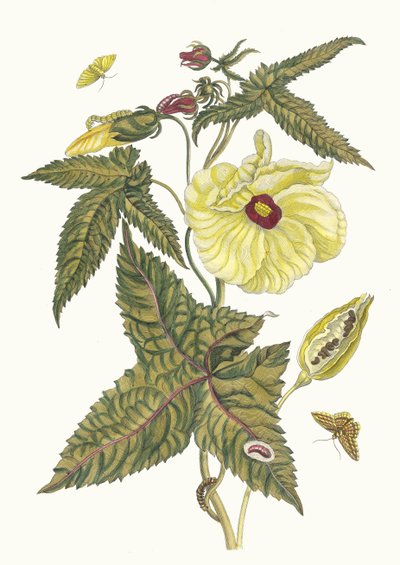 Muscus-Bloem, from the Book Metamorphosis Insectorum Surinamensium by Maria Sibylla Merian
