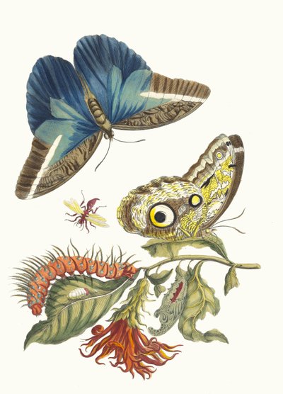 Pachystachys Coccinea. From the Book Metamorphosis Insectorum Surinamensium by Maria Sibylla Merian