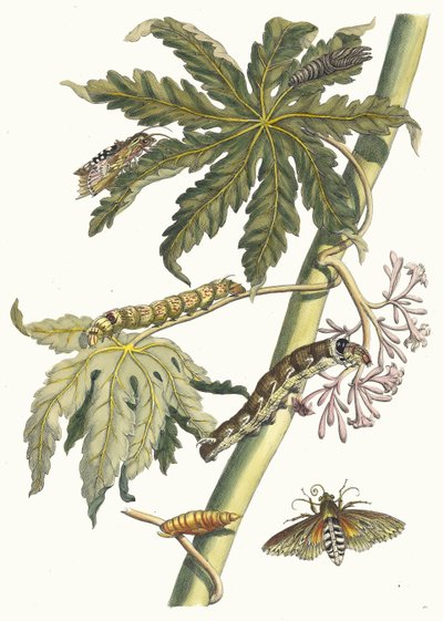 Papay. From the Book Metamorphosis Insectorum Surinamensium by Maria Sibylla Merian