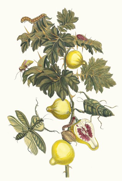 Pomme de Sodome. From the Book Metamorphosis Insectorum Surinamensium by Maria Sibylla Merian