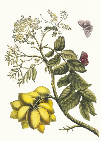 American Plum. From the Book Metamorphosis Insectorum Surinamensium by Maria Sibylla Merian