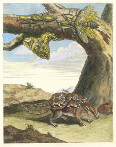 Rat de Forest from the Book Metamorphosis Insectorum Surinamensium by Maria Sibylla Merian