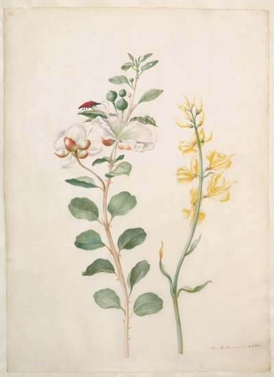 Study of Capers, Gorse, and a Beetle by Maria Sibylla Merian