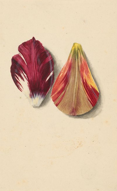 Two Tulip Leaves by Maria Sibylla Merian