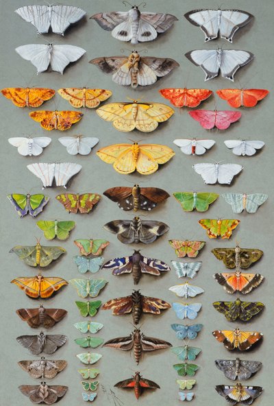 Sixty-three Moths, arranged in three or five irregular columns by Marian Ellis Rowan