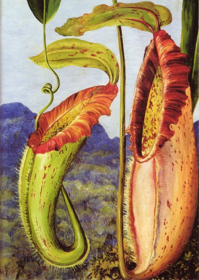A New Pitcher Plant from the Limestone Mountains of Sarawak, Borneo by Marianne North