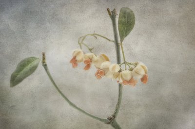 Delicate Pastel Blooms by Marie-anne Stas