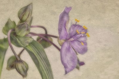 Delicate Purple Bloom by Marie-anne Stas