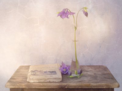 Dreamy Columbine Still Life by Marie-anne Stas