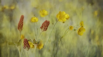 Dreamy Meadow Flowers by Marie-anne Stas