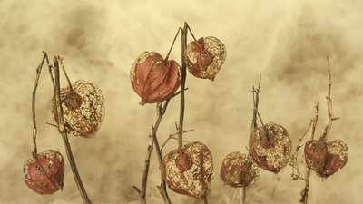 Dried Autumn Lanterns by Marie-anne Stas