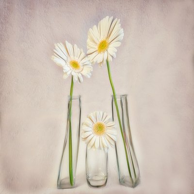 Elegant White Gerberas by Marie-anne Stas