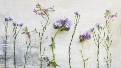 Ethereal Wildflower Stems by Marie-anne Stas