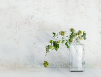 Fresh Hops in Bottle by Marie-anne Stas