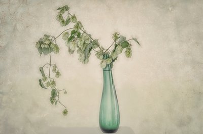 Green Hops Still Life by Marie-anne Stas