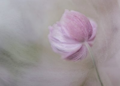 Soft Pink Bloom by Marie-anne Stas