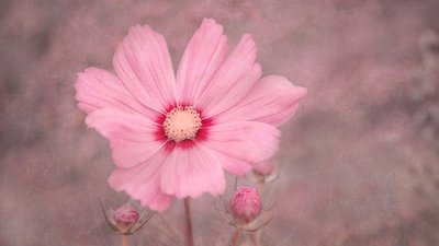 Soft Pink Cosmos by Marie-anne Stas