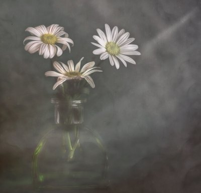 Tranquil Daisies In Mist by Marie-anne Stas