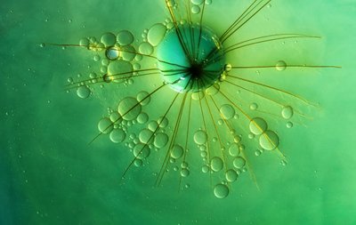 Green Bubble Starburst by Marijose Cueli