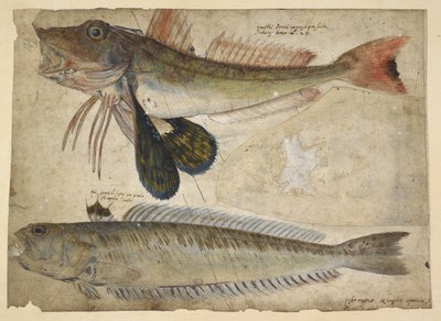 Drawings of Two Fish, from an 
