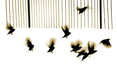 Starlings, 2003 by Martin Mossop