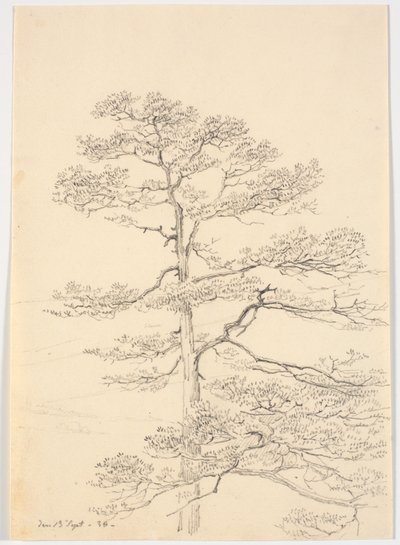 A Pine Tree by Martinus Rørbye