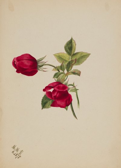 Untitled (Rose) by Mary Vaux Walcott