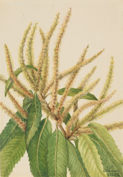 American Chestnut by Mary Vaux Walcott