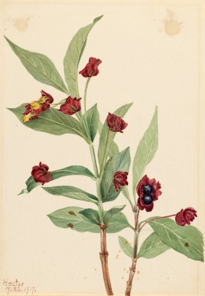 Bearberry Honeysuckle by Mary Vaux Walcott
