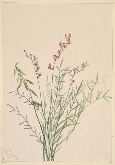 Burgess Milkvetch by Mary Vaux Walcott