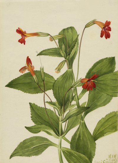 Cardinal Monkey Flower by Mary Vaux Walcott