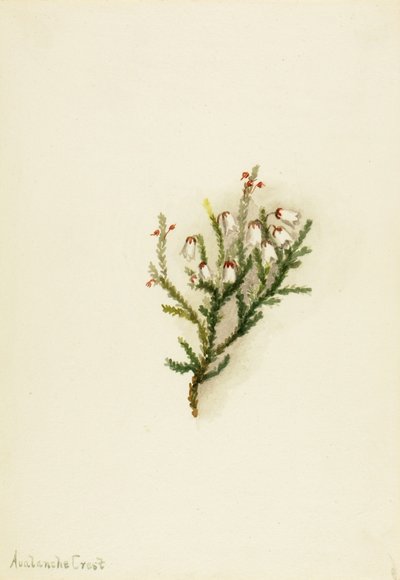 Cassiope by Mary Vaux Walcott
