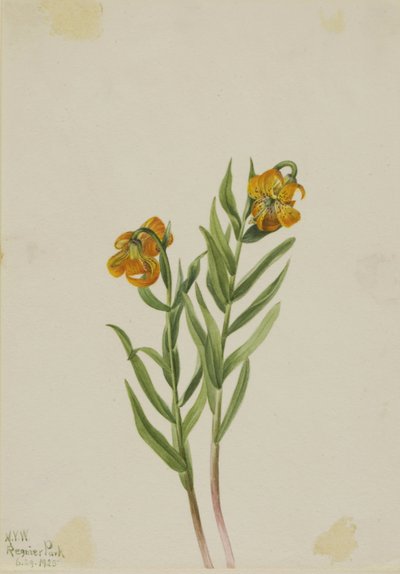 Columbia Lily by Mary Vaux Walcott