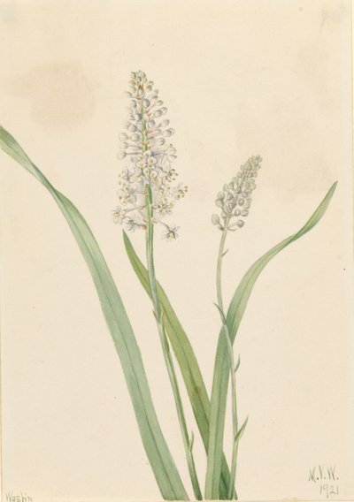 Crowpoison by Mary Vaux Walcott