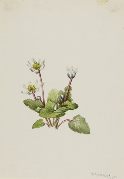 Elkslip by Mary Vaux Walcott