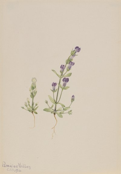 Gentiana propingua by Mary Vaux Walcott