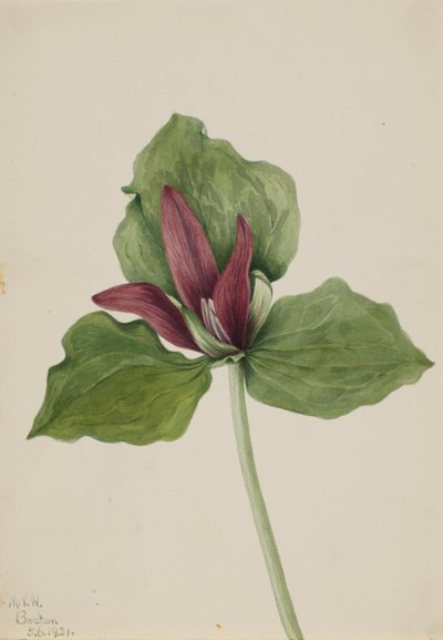 Giant Trillium by Mary Vaux Walcott