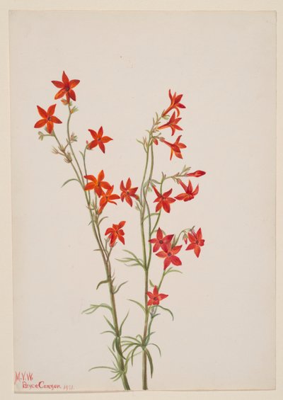Gilia arizonica by Mary Vaux Walcott