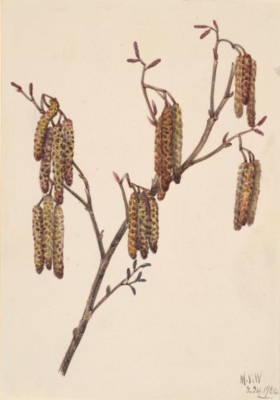 Hazel Alder Alnus Rugosa by Mary Vaux Walcott
