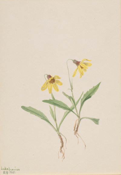 Lake Louise Arnica by Mary Vaux Walcott