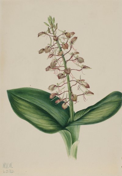 Lily Twayblade by Mary Vaux Walcott