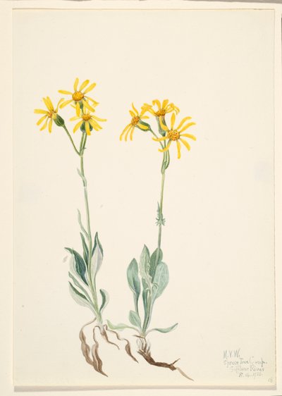 Montana Parnassia, 1920 by Mary Vaux Walcott