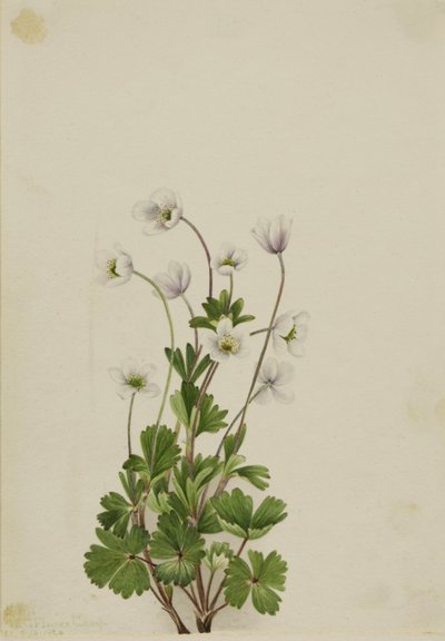Northern Anemone by Mary Vaux Walcott
