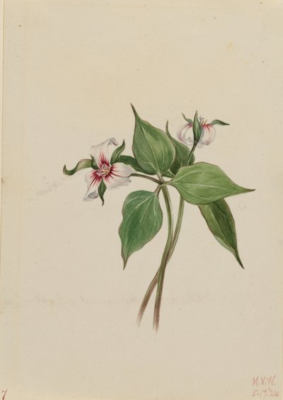 Painted Trillium by Mary Vaux Walcott