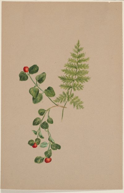 Partridgeberry by Mary Vaux Walcott