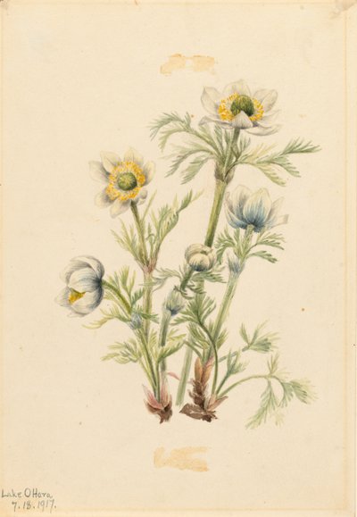 Plume Anemone by Mary Vaux Walcott