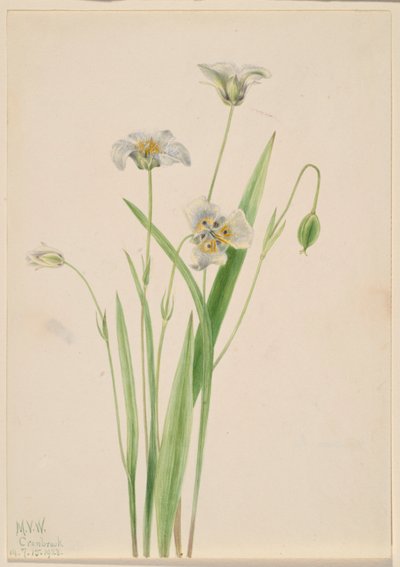 Pussy-ears by Mary Vaux Walcott