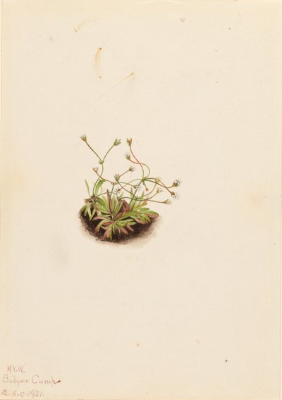 Pygmy Androsace by Mary Vaux Walcott